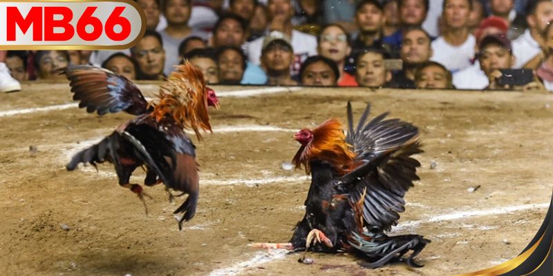 ประเภทการเดิมพันที่น่าสนใจที่ MB66